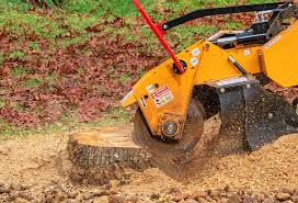 How Our Tree Care Process Works  in  Washington Heights, NY